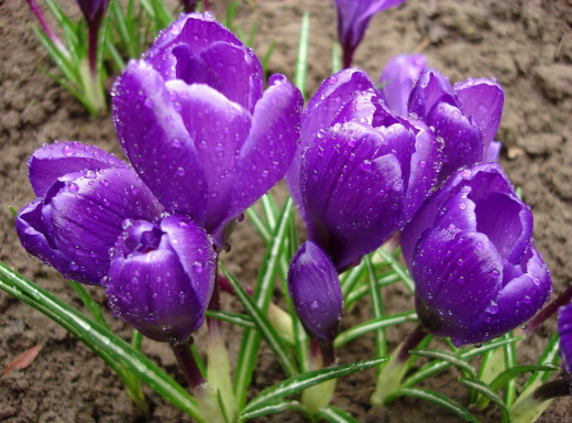 622267 (a): :1600x1181